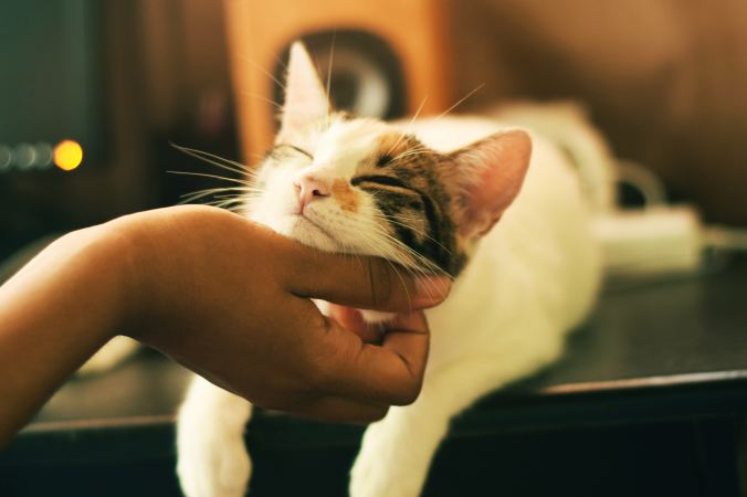hand scratching cat's chin