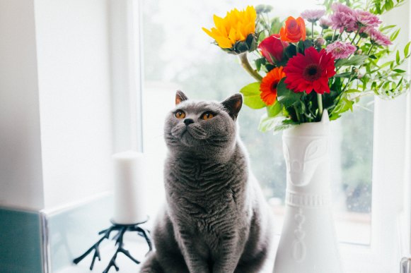 flower cat